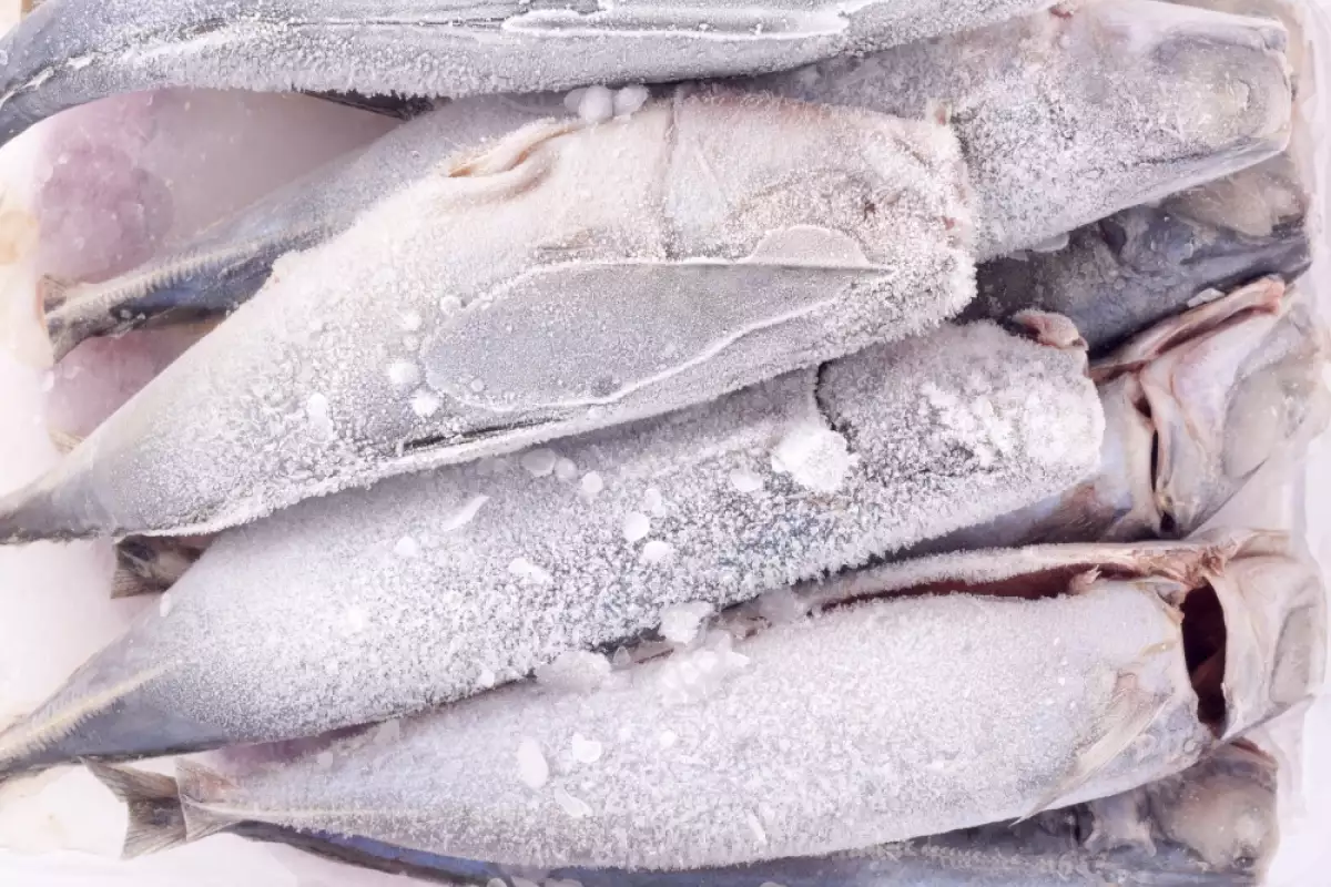Оттаивание мороженой рыбы. Рыба размороженная размороженная. Мясо рыбы замороженное, размороженное, мороженная. Рыба в морозилке. Сколько размораживать рыбу