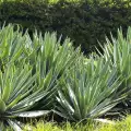 Agave