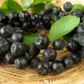 Aronia