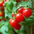 Plantar y cultivar tomates cherry en macetas