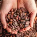 Beneficios de los granos de cacao