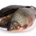 ¿Cómo saber si el pescado está fresco?