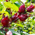 Hibisco (Hibiscus)