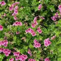 Geranio de olor (Geranium Platypetalum)