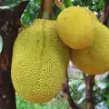 Yaca (Jackfruit)