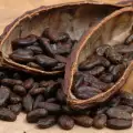 Cacao