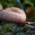 Falso níscalo (Lactarius torminosus)