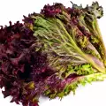 Lechuga Lollo Rosso - Propiedades y Beneficios