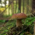 ¿Cuánto tiempo crecen los boletus edulis?