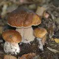 ¿Se pueden cultivar hongos blancos o boletus edulis en casa?