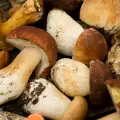 ¿Tienen los boletus contrapartes venenosas?