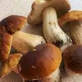 ¿Cómo conservar boletus edulis?