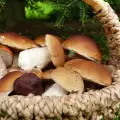 ¿Cuándo se recolectan las setas de calabaza (boletus edulis)?