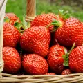 Fresas