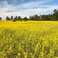 Canola (Brassica napus)