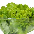 Lechuga