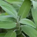 Salvia