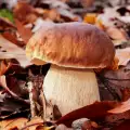 ¿Donde crecen los boletus?