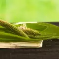 Llantenes (Plantago major)