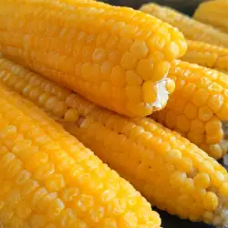 Mazorca de maíz cocida