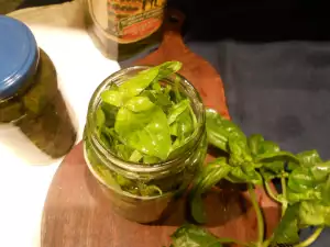 Albahaca fresca para el invierno