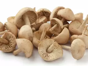 Marasmius