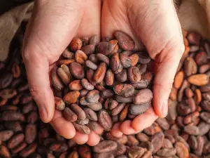 Beneficios de los granos de cacao