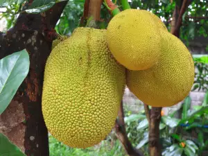 Yaca (Jackfruit)