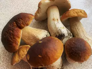 ¿Cómo se conservan los boletus?