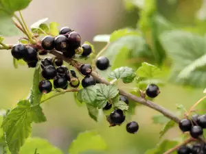 Cassis (Grosella negra)