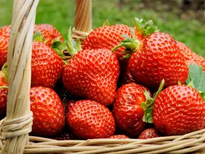 Fresas