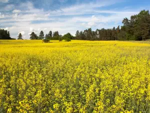 Canola (Brassica napus)