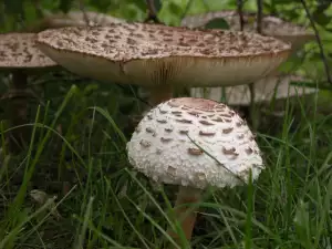 Seta Parasol (Galamperna)