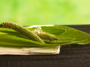 Llantenes (Plantago major)