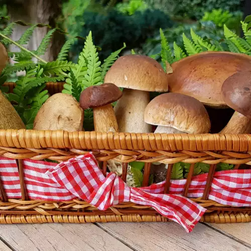 ¿Cómo se preparan los hongos blancos o boletus edulis?