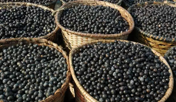 Acai Berry