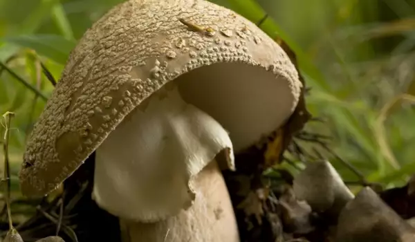 Amanita Rubescens