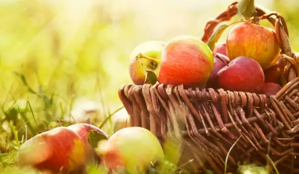 ¿Cómo almacenar y conservar manzanas?