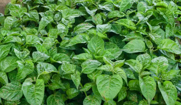 Cultivar espinacas baby