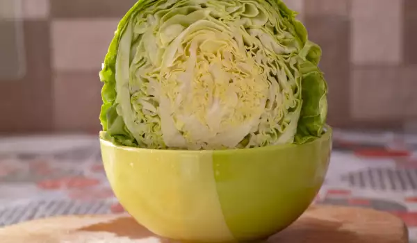 Repollo