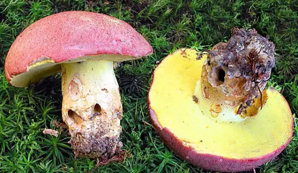 ¿Cómo se limpian los boletus edulis o hongos blancos?