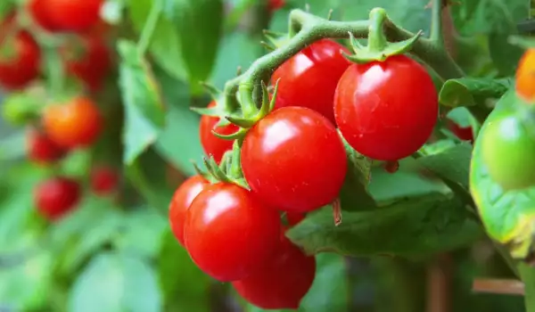 Plantar y cultivar tomates cherry