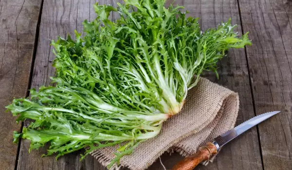 Escarola para ensalada