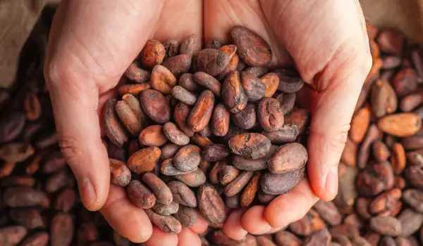 Beneficios de los granos de cacao