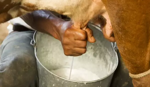 Ordeñando una vaca