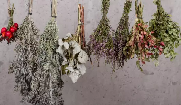 ¿Cómo se secan las hierbas aromáticas y medicinales?
