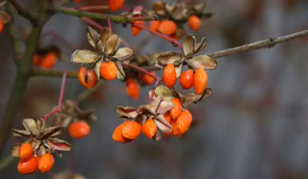 Árbol de bayas de Goji