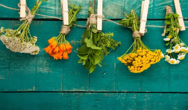 ¿Cómo se secan las hierbas aromáticas y medicinales?