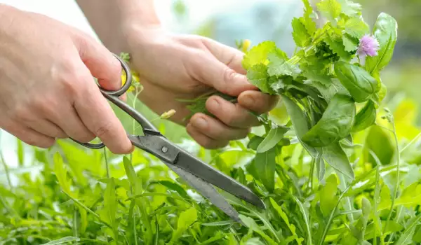 ¿Cómo se secan las hierbas aromáticas y medicinales?