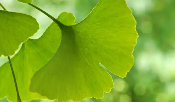 Ginkgo biloba